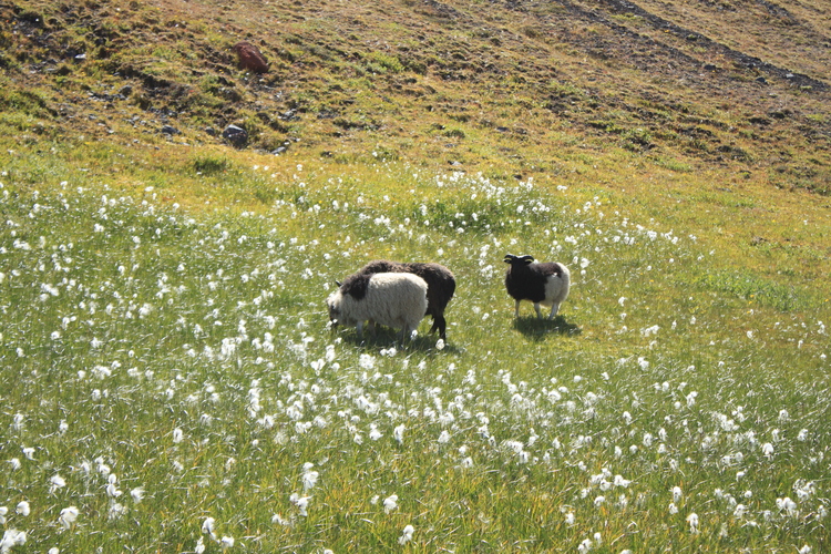 Moutons fleuris.