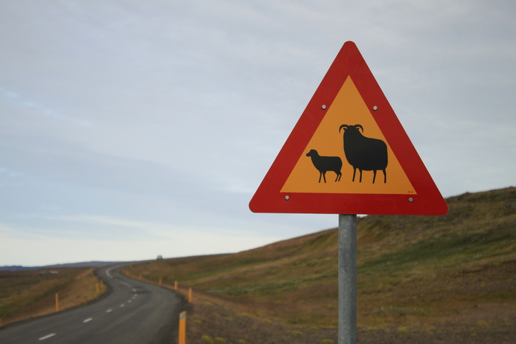 Prends garde voyageur, les moutons t’observent. Partout.